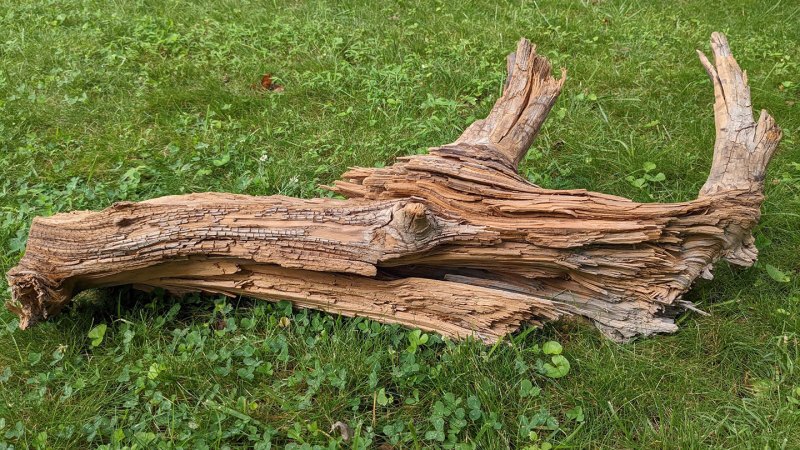 A thousands-year-old log demonstrates how burying wood can fight climate change