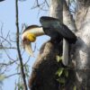 Successful Thai community-based hornbill conservation faces uncertain future