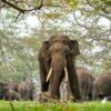 Sri Lanka completes first elephant census since 2011 amid uncertainty