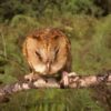 The Itombwe owl: Two birds and an identity crisis