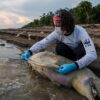 Amazon lakes overheat as record drought drives dolphin deaths