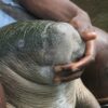 Mysterious African manatees inspire a growing chorus of champions