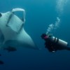 A Mexican marine park shelters giant manta rays: Interview with Madalena Pereira Cabral