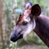 We know how many okapi live in zoos. In the wild? It’s complicated