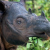 More alarms over Indonesia rhino poaching after latest trafficking bust