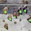 Small snails make big comeback in French Polynesia