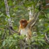 Wildlife-rich mangroves suffer as Indonesia ramps up construction of new capital