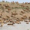 First-ever global atlas shines light on large mammal migrations