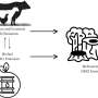 Assessing the environmental impacts of Brazil’s biofuel sector