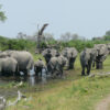 Jumbo collaring effort reveals key elephant movement corridors