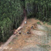 Meta to buy 3.9 million carbon credits from controversial tree plantations