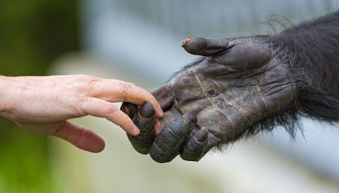 Humans infecting animals infecting humans − from COVID-19 to bird flu, preventing pandemics requires protecting all species