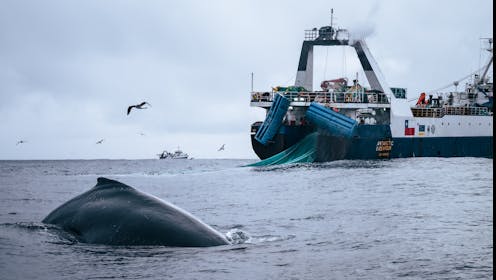 Whales are recovering from near extinction, but industrial fishing around Antarctica competes for their sole food source