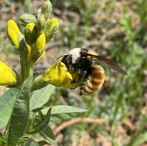 I’ve visited the same Rocky Mountain subalpine meadow weekly for a decade of summers looking at plant-pollinator interactions – here’s what I learned