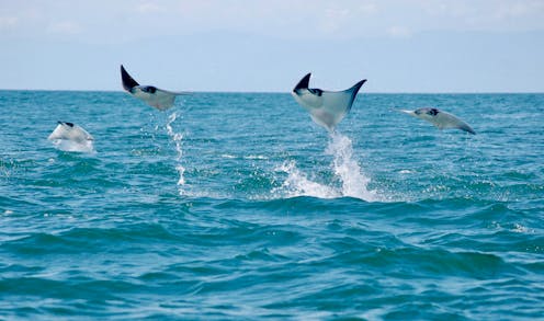 Sharks and rays leap out of the water for many reasons, including feeding, courtship and communication