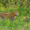 Experts call for urgent leopard conservation efforts in Bangladesh