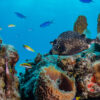 Lab-grown corals resisted bleaching during Caribbean’s worst marine heat wave