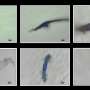 A possible explanation for the ‘missing plastic problem’: New detection technique finds microplastics in coral skeletons