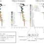 New dengue virus naming system can help identify and track variants