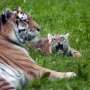 Pair of rare Amur tiger cubs debuting at Minnesota Zoo are raising hopes for the endangered species