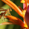 Bats & bees help ni-Vanuatu predict storms — but will climate change interfere?