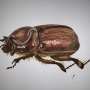 Researchers name beetle after National Geographic photographer