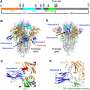 Scientists discover dual roles of antibodies in COVID-19 infections