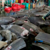 Clock ticks on Indonesia shark skinners as predator population plunges