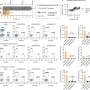 Late start of COVID treatment may still benefit immunocompromised patients