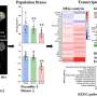 Study sheds light on potential impacts of bisphenol contaminants on marine appendicularians