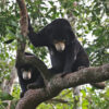 Wildlife busts in Malaysia’s Taman Negara show progress, and gaps, in enforcement