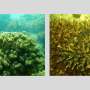 Uncovering microplastic dynamics and patterns in coastal habitats