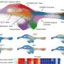 Uncovering the specialized immune cells that fight COVID-19