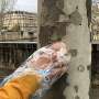 Volunteers track Parisian pollution with the help of tree bark