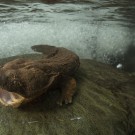 Hurricane Helene creates new hurdles for vulnerable species in southeastern US