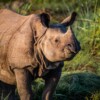 Nepal’s rhino translocations to continue amid concerns over effectiveness