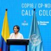 Deforestation plunges but environmental threats remain as Colombia hosts COP16