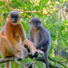 Langurs in Bangladesh face extinction as hybridization between species escalates