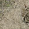 West Africa’s forgotten felines endangered by conflict and research gaps