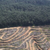 225 NGOs call on EU to reject delay to deforestation law