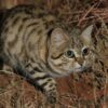 Inbreeding adds to growing threats to Africa’s smallest wildcat, study finds