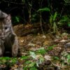 Africa’s little-known golden cat gets a conservation boost, with community help