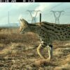 Follow the prey: How servals adapt to an industrialized landscape