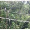 Canopy bridges serve a lifeline for Sumatra’s tree-dwelling primates