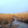 Marshes are cost-effective for protecting coasts: Study  