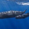NGOs say EU Commission must act on Greece oil activity in whale habitat