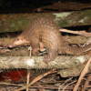 Cambodia’s once-massive national park continues to lose its forest