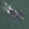 Near-extinct North Atlantic right whales get a small population boost