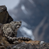 In 2024, Nepal’s elusive snow leopards pounce into spotlight