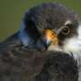 An Indian village became Amur falcons’ biggest protectors—how conservationists can harness the power of persuasion